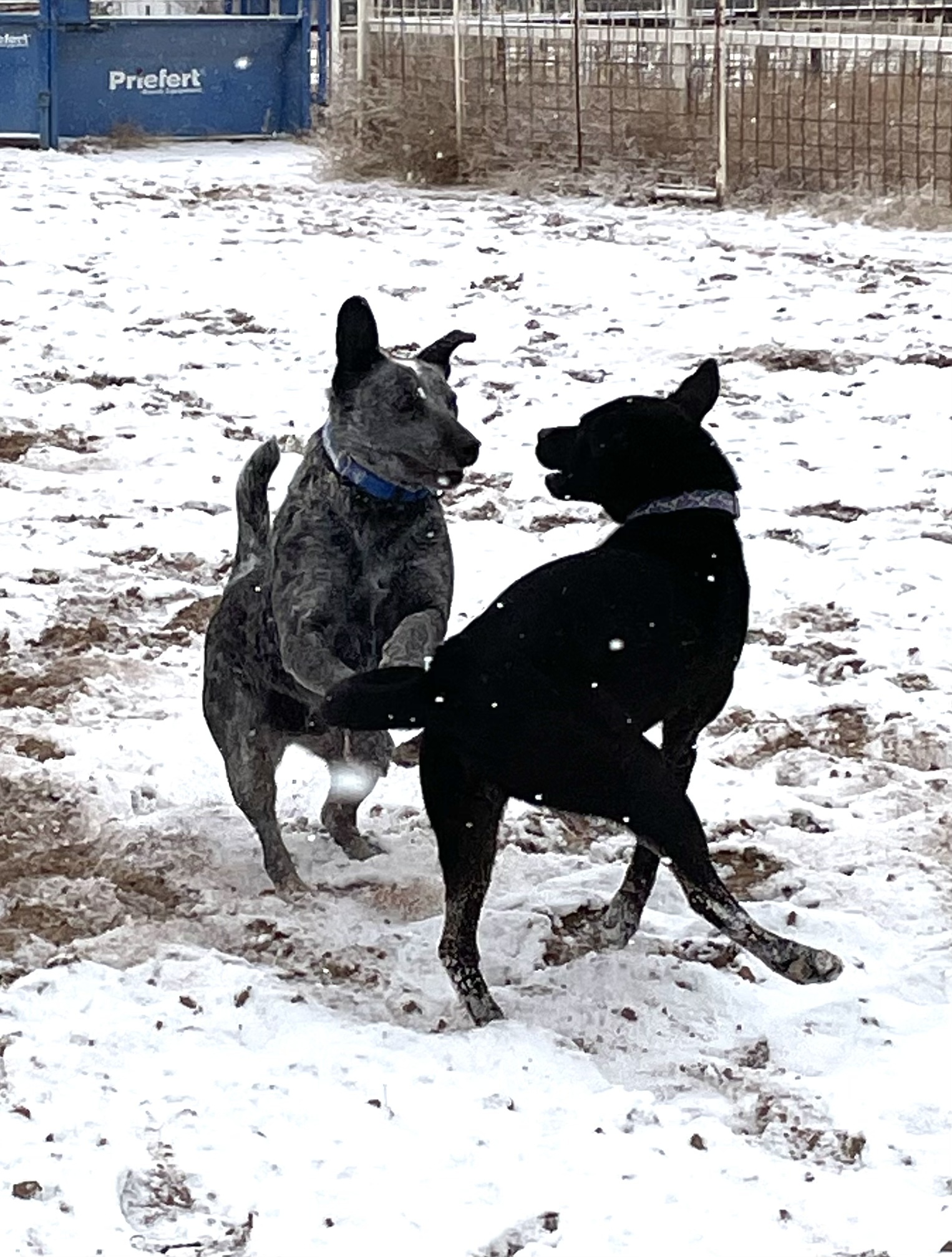 PawPaw, an adoptable Australian Cattle Dog / Blue Heeler in Mountainair, NM, 87036 | Photo Image 4