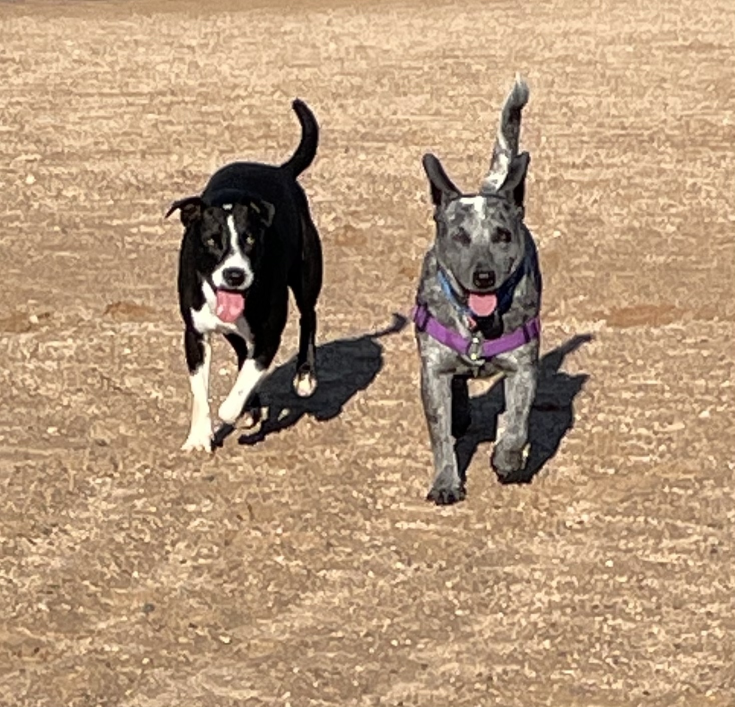 PawPaw, an adoptable Australian Cattle Dog / Blue Heeler in Mountainair, NM, 87036 | Photo Image 5