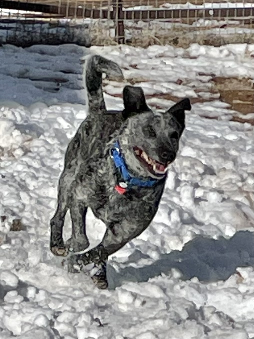 PawPaw, an adoptable Australian Cattle Dog / Blue Heeler in Mountainair, NM, 87036 | Photo Image 6