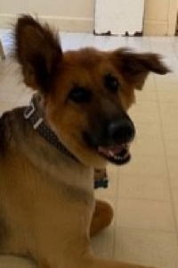 Darlin, an adoptable German Shepherd Dog in Sacramento, CA, 95827 | Photo Image 1