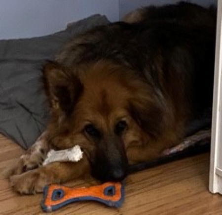 Darlin, an adoptable German Shepherd Dog in Sacramento, CA, 95827 | Photo Image 2