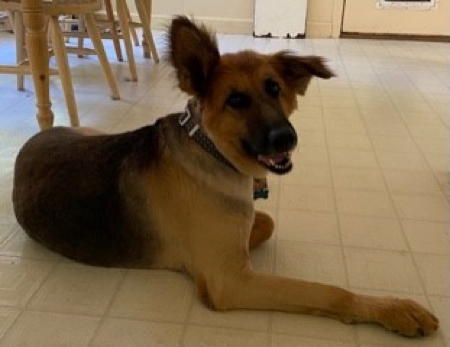 Darlin, an adoptable German Shepherd Dog in Sacramento, CA, 95827 | Photo Image 3