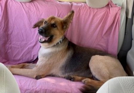 Darlin, an adoptable German Shepherd Dog in Sacramento, CA, 95827 | Photo Image 4