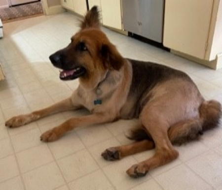 Darlin, an adoptable German Shepherd Dog in Sacramento, CA, 95827 | Photo Image 5