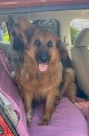 Darlin, an adoptable German Shepherd Dog in Sacramento, CA, 95827 | Photo Image 6