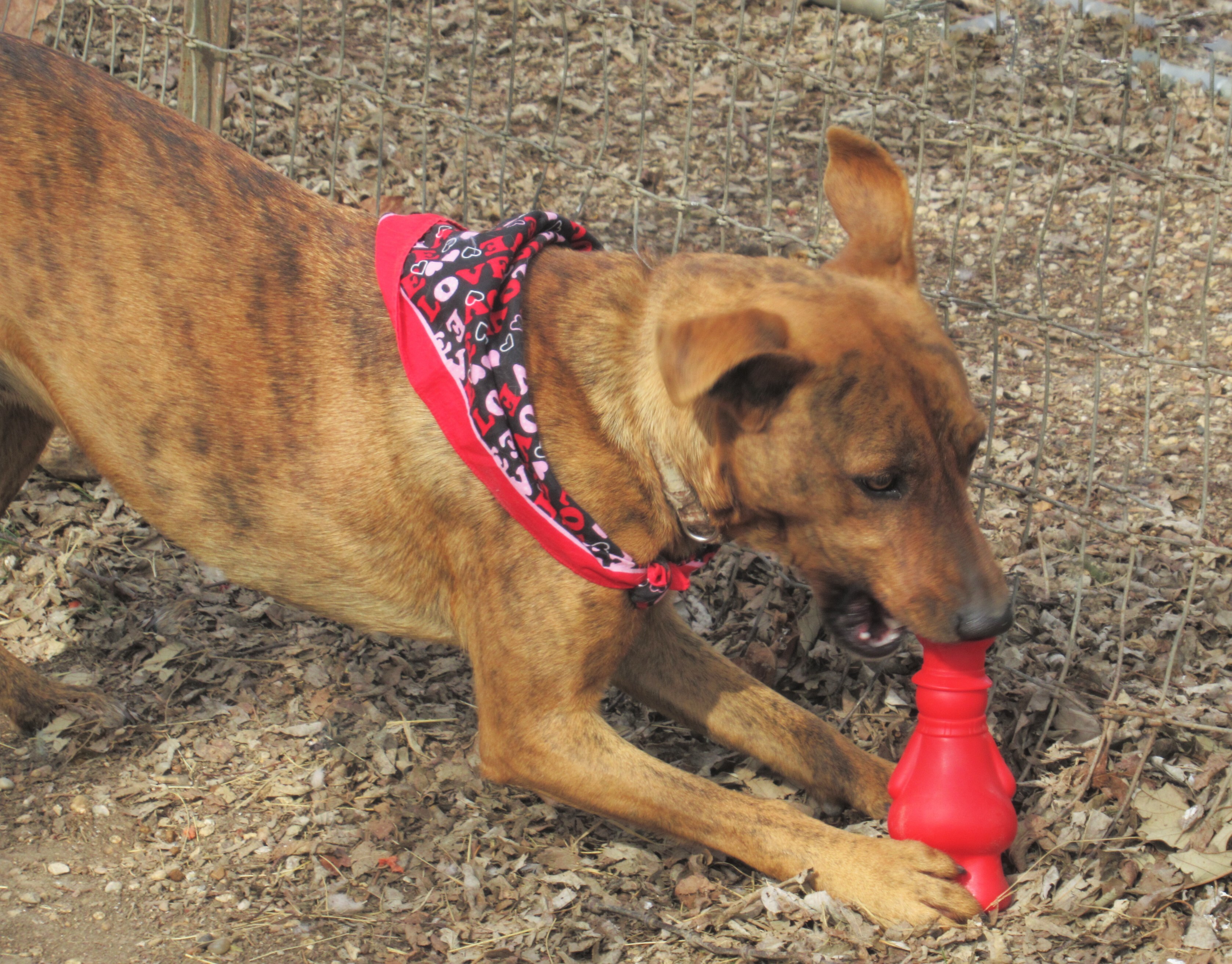 Tigger, an adoptable Australian Cattle Dog / Blue Heeler, Retriever in Godley, TX, 76044 | Photo Image 3
