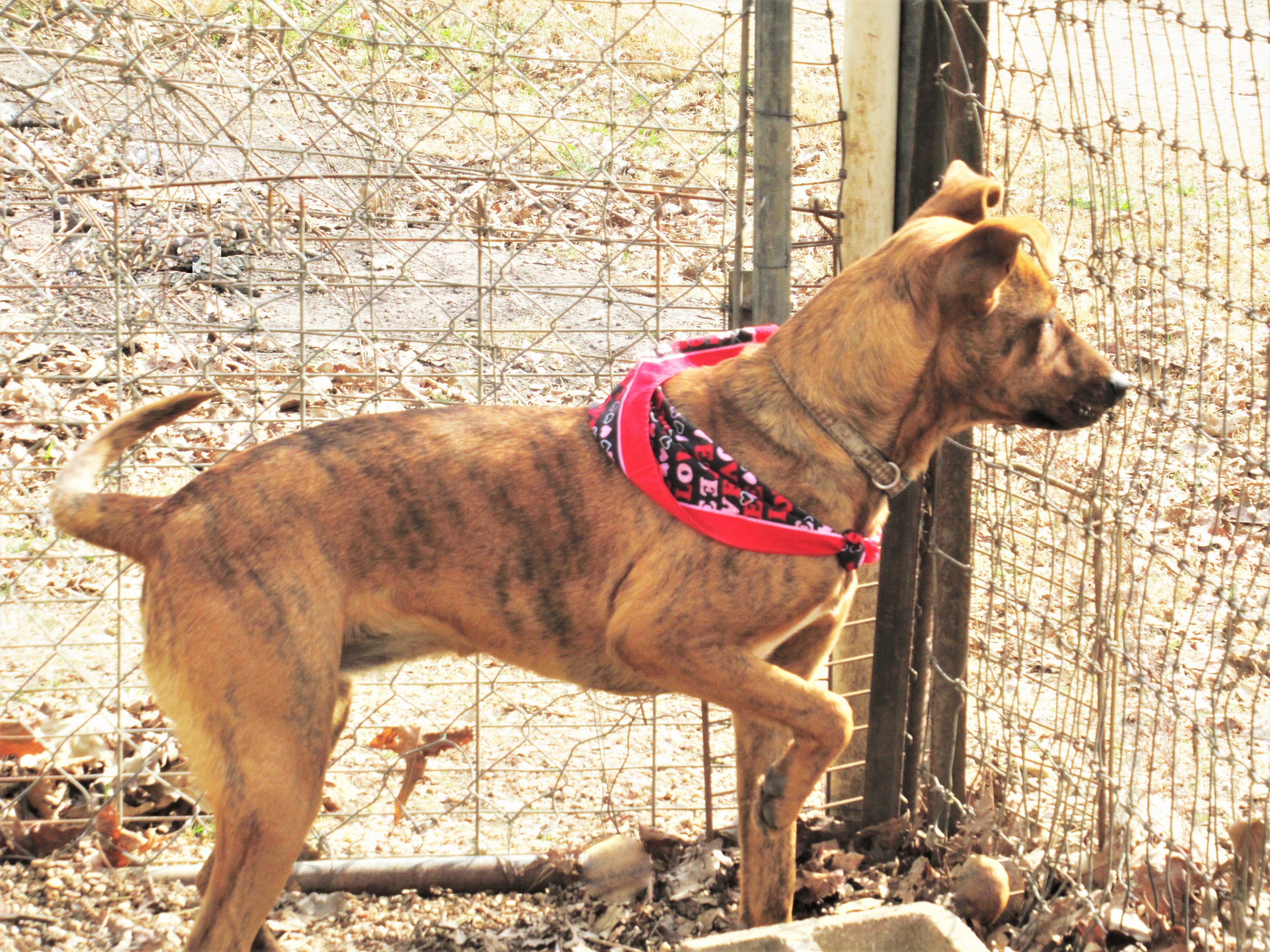 Tigger, an adoptable Australian Cattle Dog / Blue Heeler, Retriever in Godley, TX, 76044 | Photo Image 4