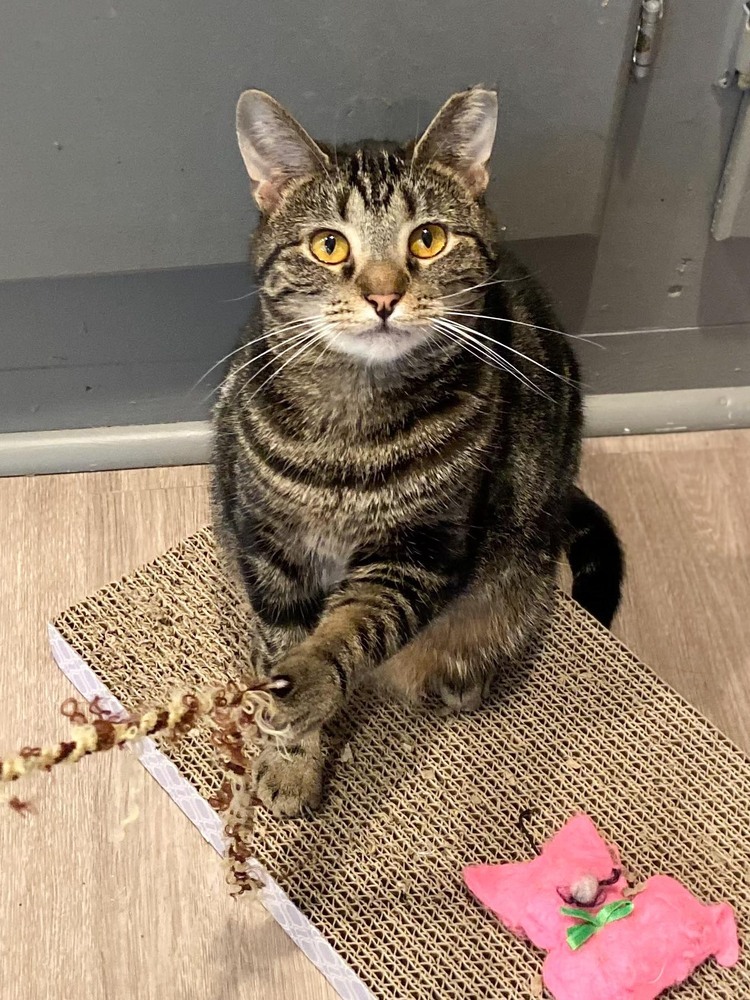 Ladybird, an adoptable Tabby in New Cumberland, WV, 26047 | Photo Image 2