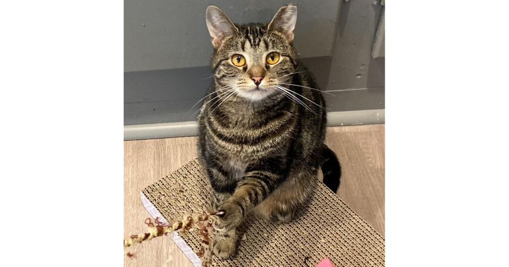 Ladybird, an adoptable Tabby in New Cumberland, WV, 26047 | Photo Image 2