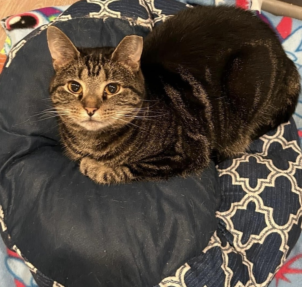 Ladybird, an adoptable Tabby in New Cumberland, WV, 26047 | Photo Image 3