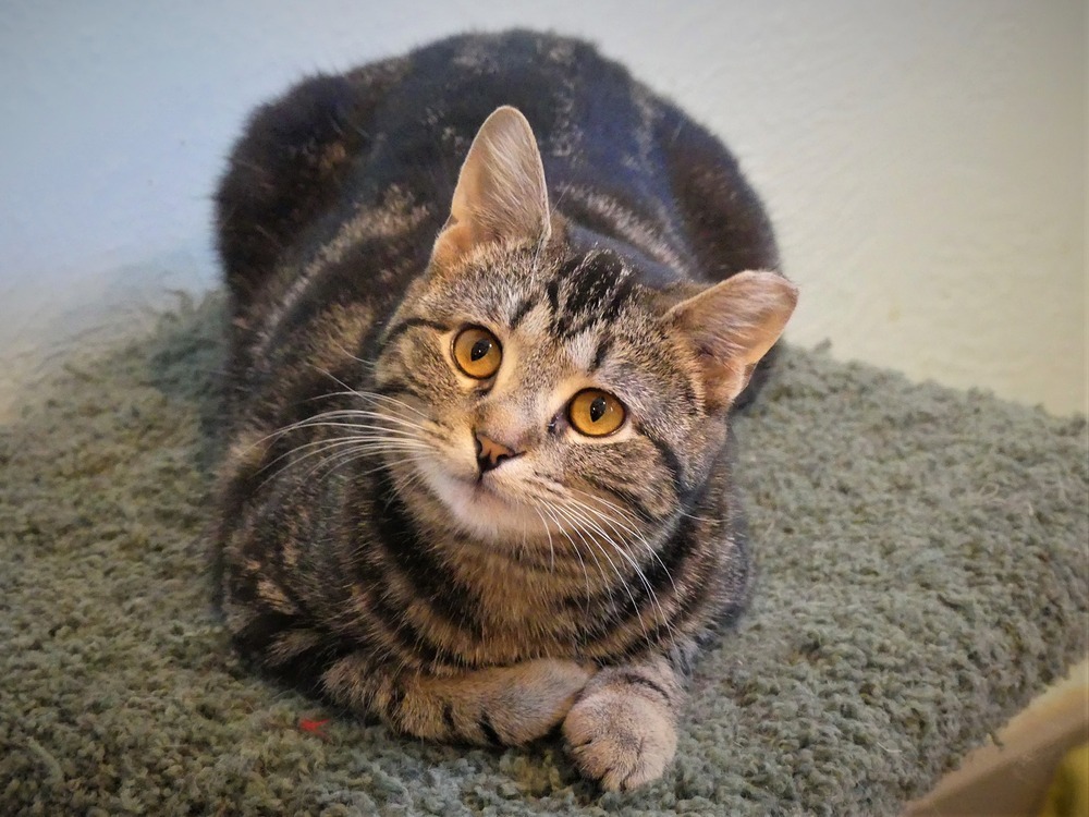 Ladybird, an adoptable Tabby in New Cumberland, WV, 26047 | Photo Image 4