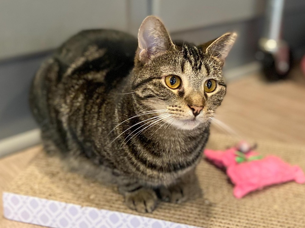 Ladybird, an adoptable Tabby in New Cumberland, WV, 26047 | Photo Image 4