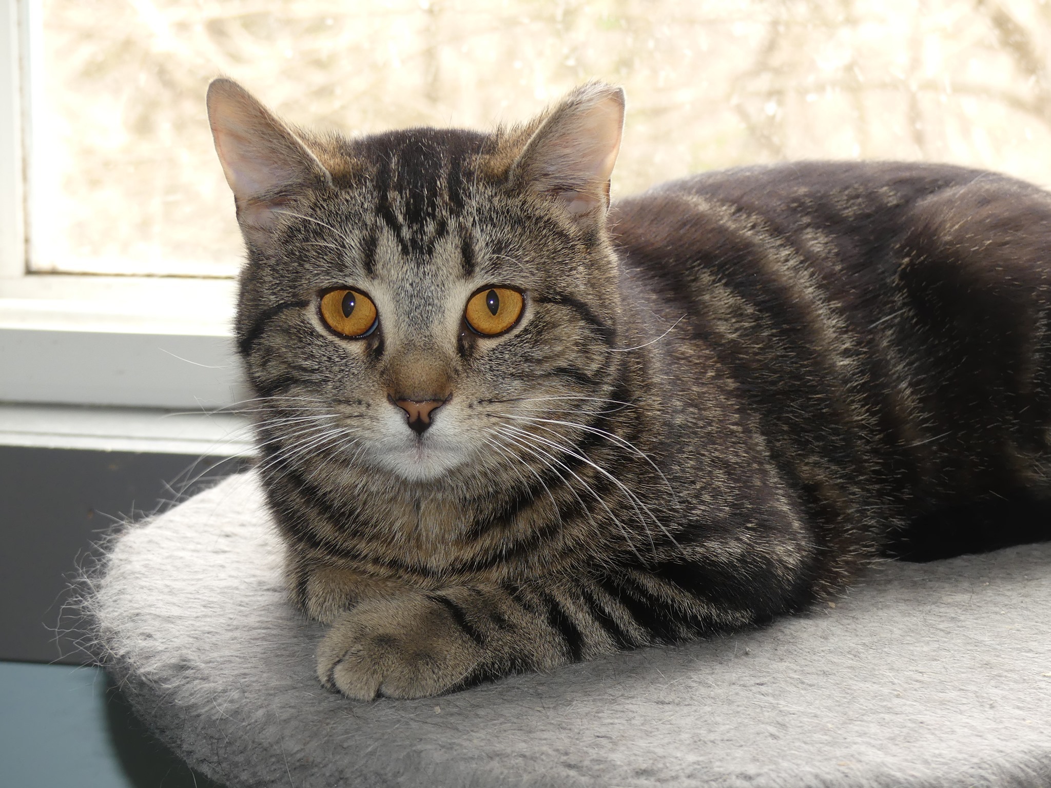 Ladybird, an adoptable Tabby in New Cumberland, WV, 26047 | Photo Image 1