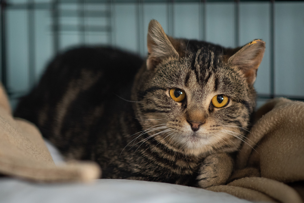 Ladybird, an adoptable Tabby in New Cumberland, WV, 26047 | Photo Image 5