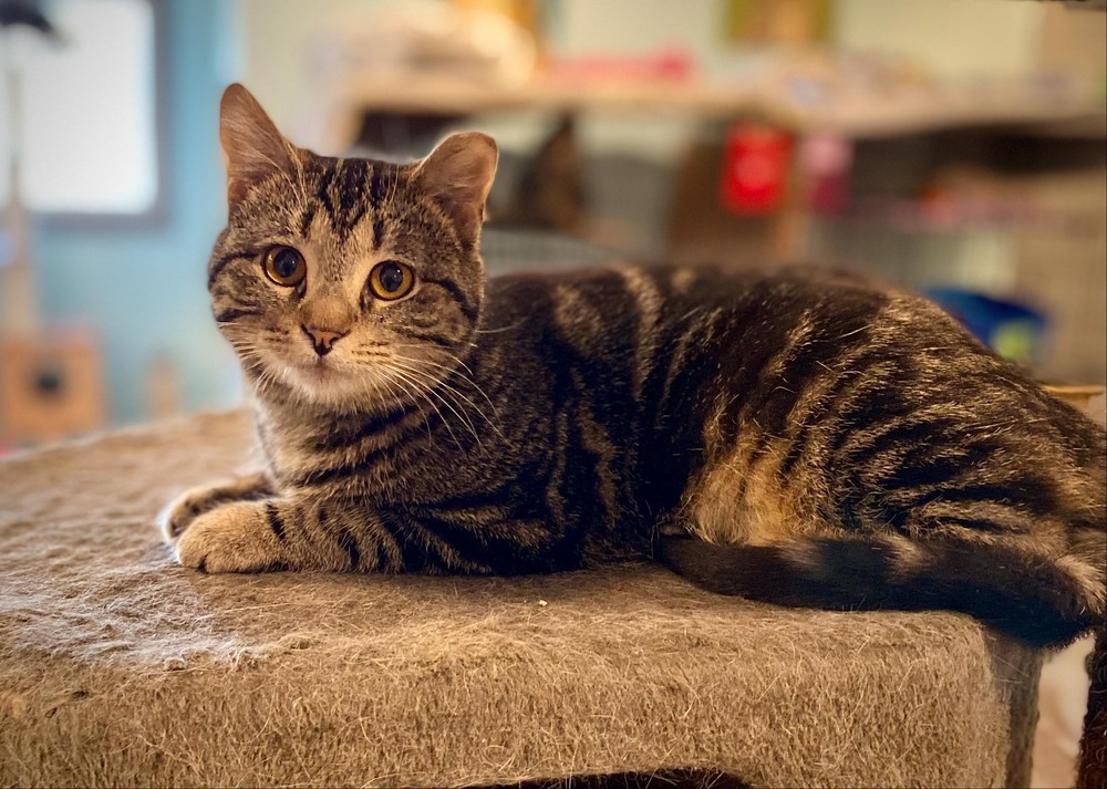 Ladybird, an adoptable Tabby in New Cumberland, WV, 26047 | Photo Image 5