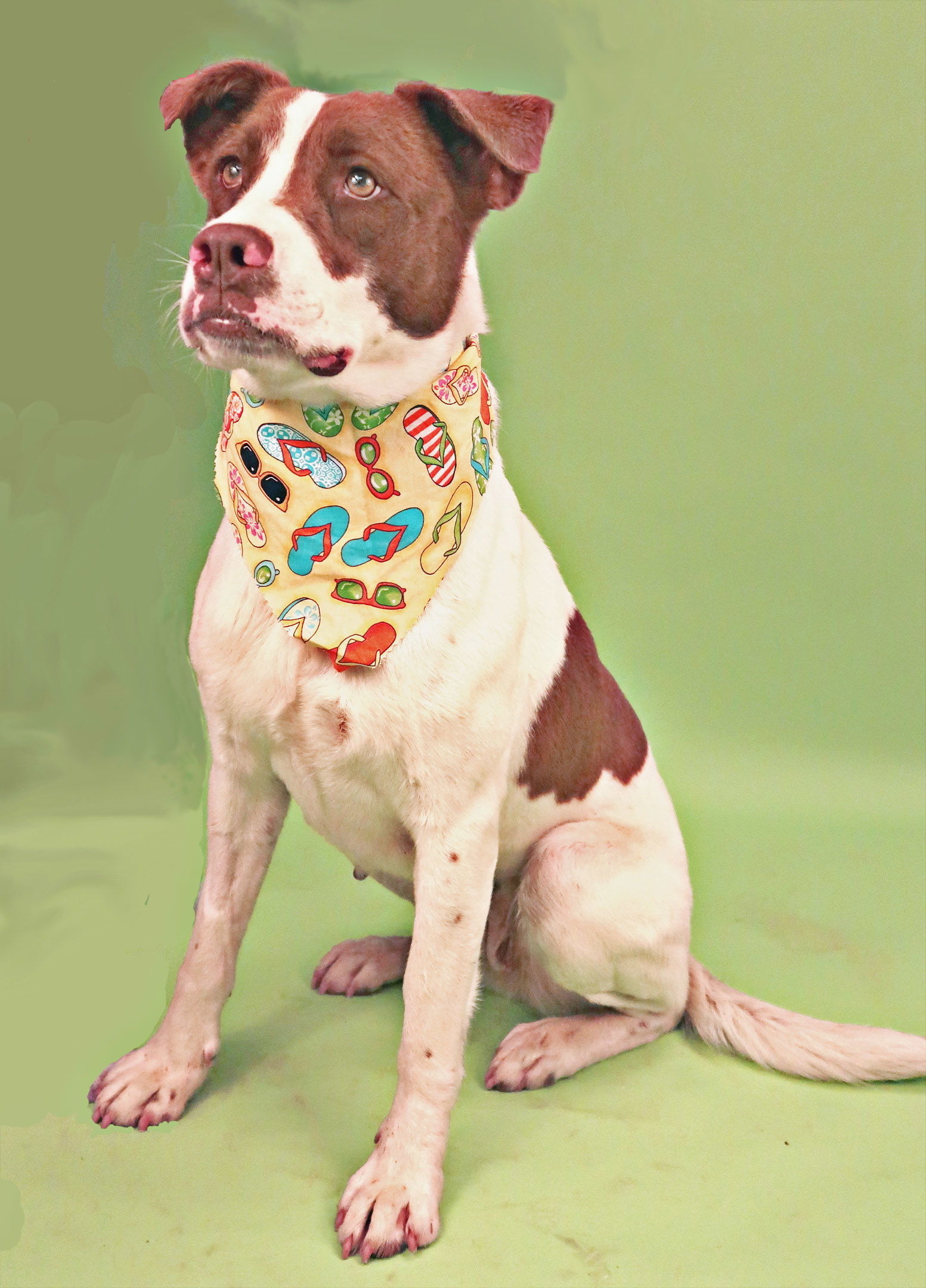 Betty Boop, an adoptable Labrador Retriever, Foxhound in Holly Springs, MS, 38635 | Photo Image 1