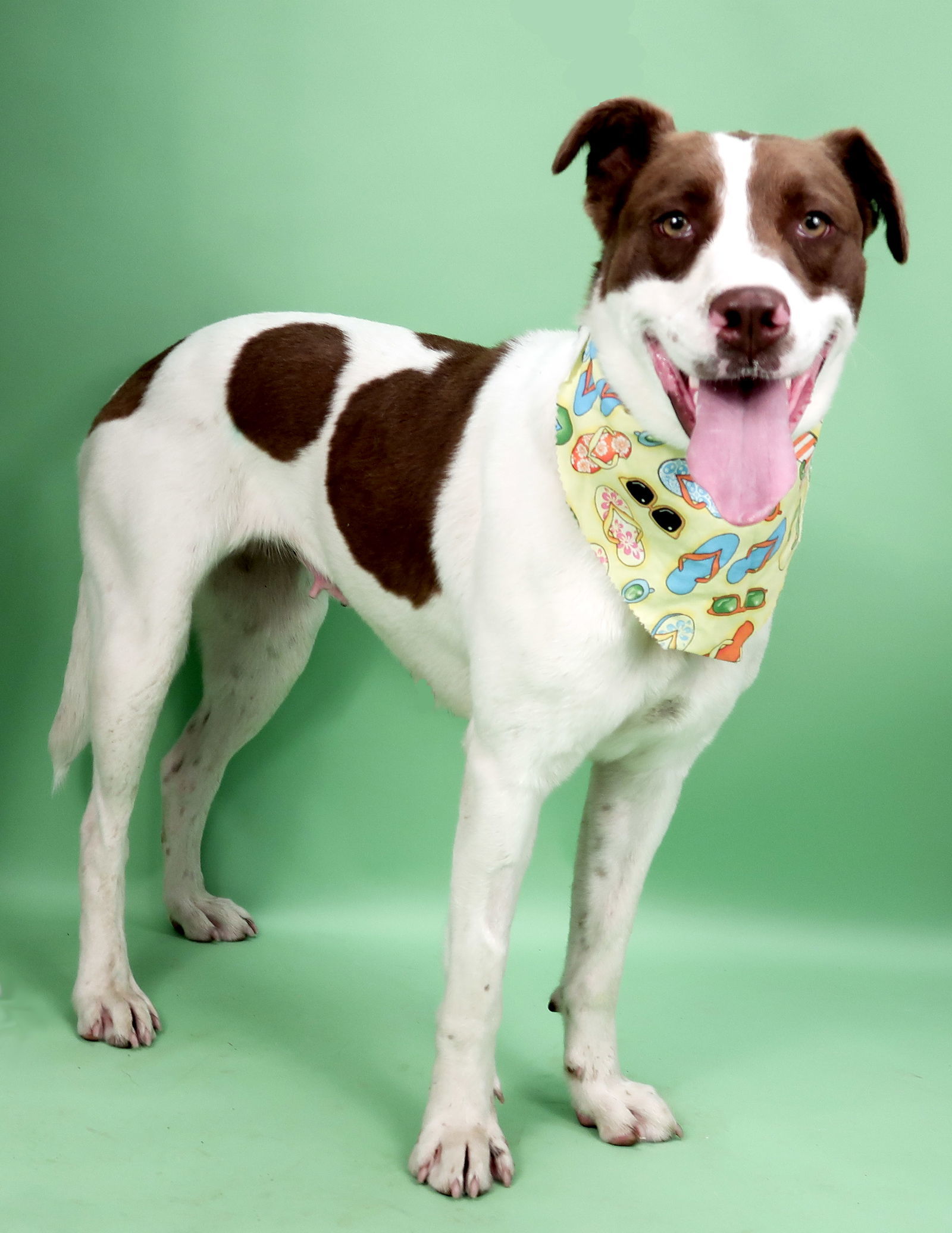 Betty Boop, an adoptable Labrador Retriever, Foxhound in Holly Springs, MS, 38635 | Photo Image 2