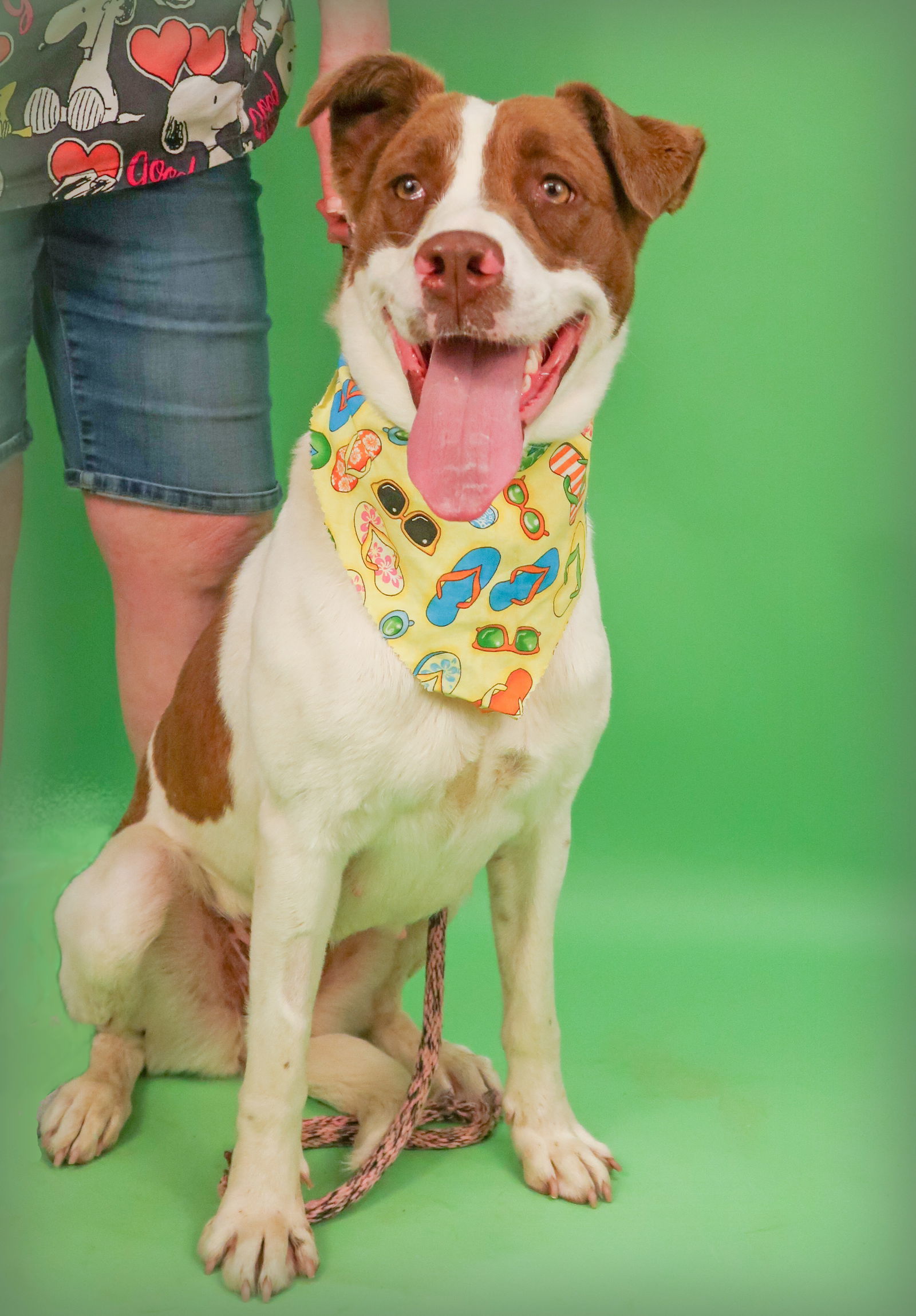 Betty Boop, an adoptable Labrador Retriever, Foxhound in Holly Springs, MS, 38635 | Photo Image 3