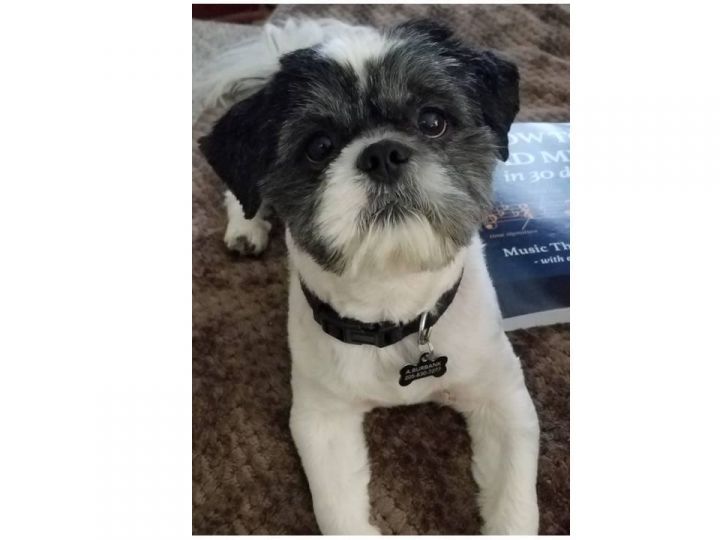 Asher Turner, an adopted Shih Tzu Mix in Canton, MI_image-1