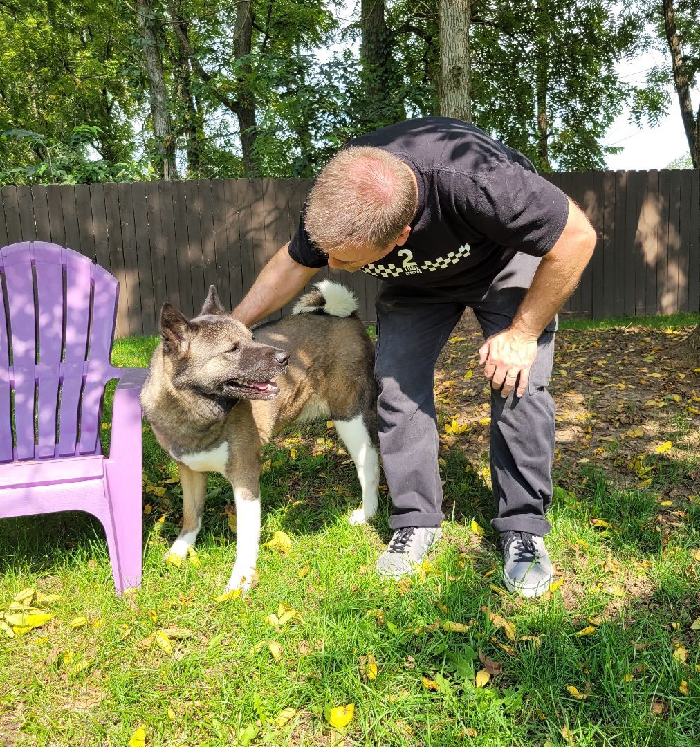 Bailey, an adoptable Akita in Madison, WI, 53701 | Photo Image 4