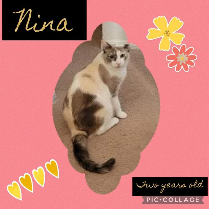 Nina, an adoptable Tabby & Domestic Short Hair Mix in Mission Viejo, CA_image-1