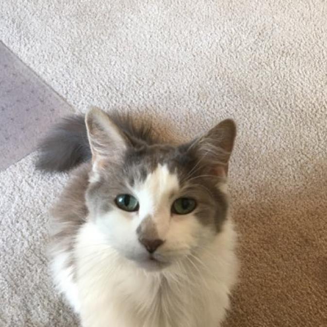 Bobble, an adoptable Domestic Long Hair in Kanab, UT, 84741 | Photo Image 1