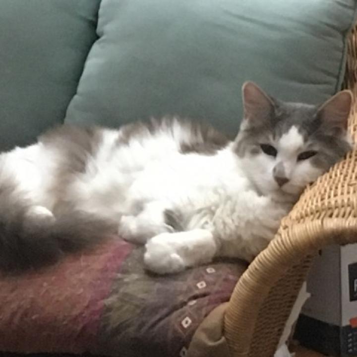 Bobble, an adoptable Domestic Long Hair in Kanab, UT, 84741 | Photo Image 3