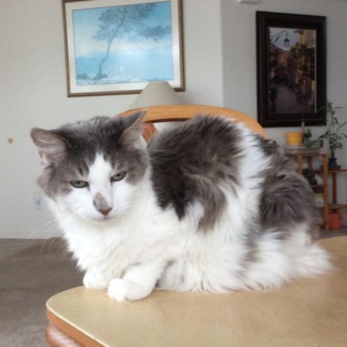 Bobble, an adoptable Domestic Long Hair in Kanab, UT, 84741 | Photo Image 4