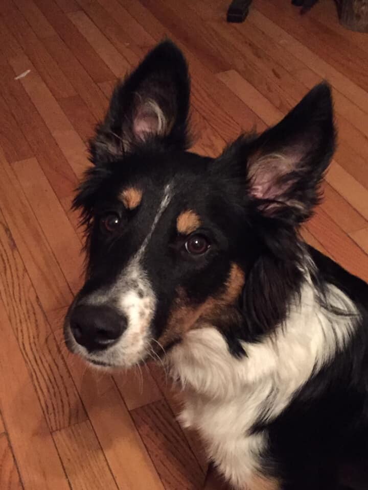 Kenzo, an adoptable Border Collie in Somerset, KY, 42502 | Photo Image 4