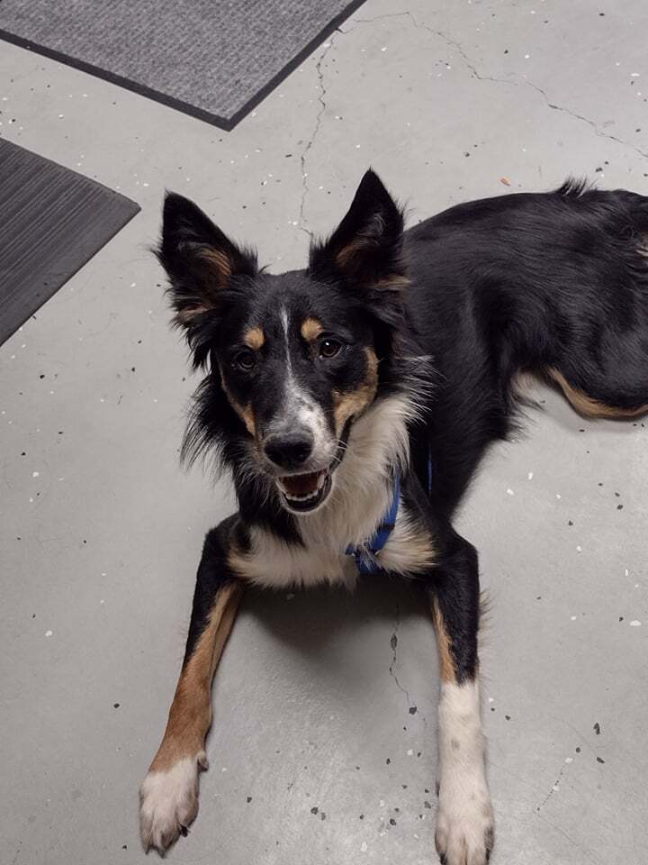 Kenzo, an adoptable Border Collie in Somerset, KY, 42502 | Photo Image 1