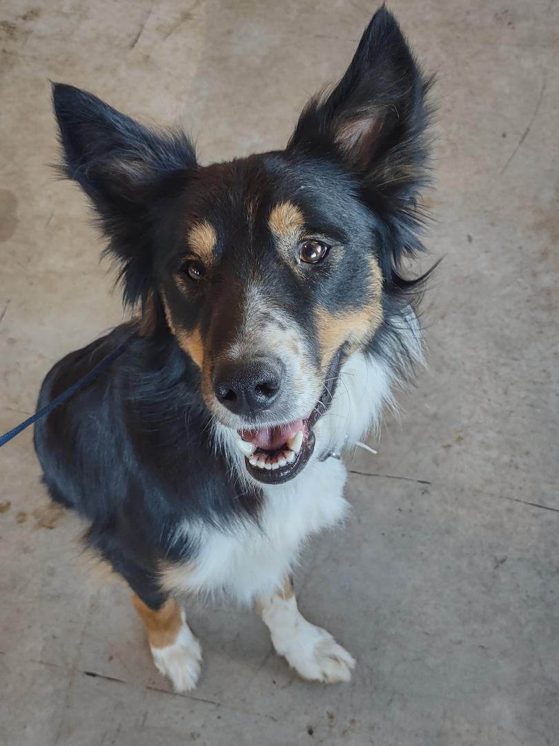 Kenzo, an adoptable Border Collie in Somerset, KY, 42502 | Photo Image 6