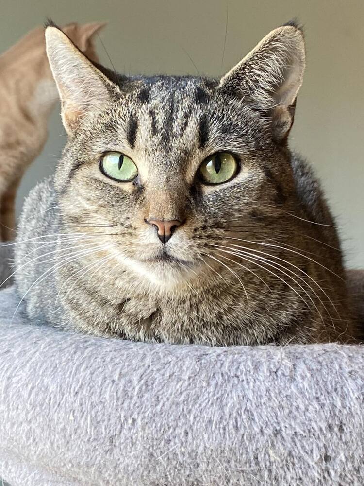 Flower, an adoptable Domestic Short Hair, Tabby in New Cumberland, WV, 26047 | Photo Image 2