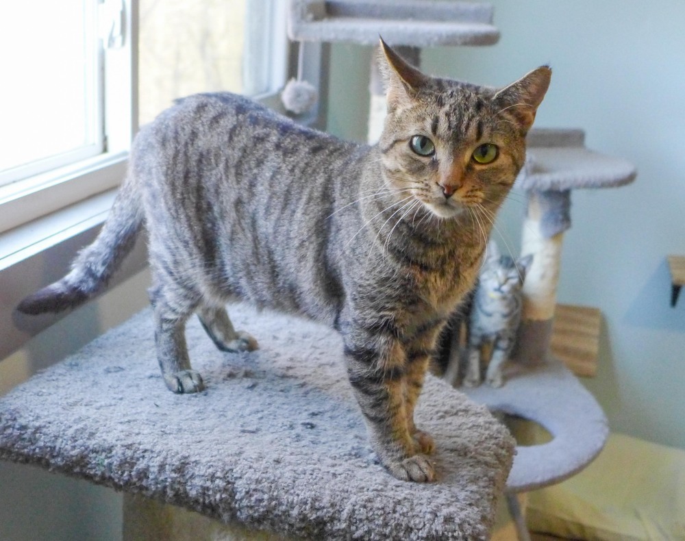 Flower, an adoptable Domestic Short Hair, Tabby in New Cumberland, WV, 26047 | Photo Image 3