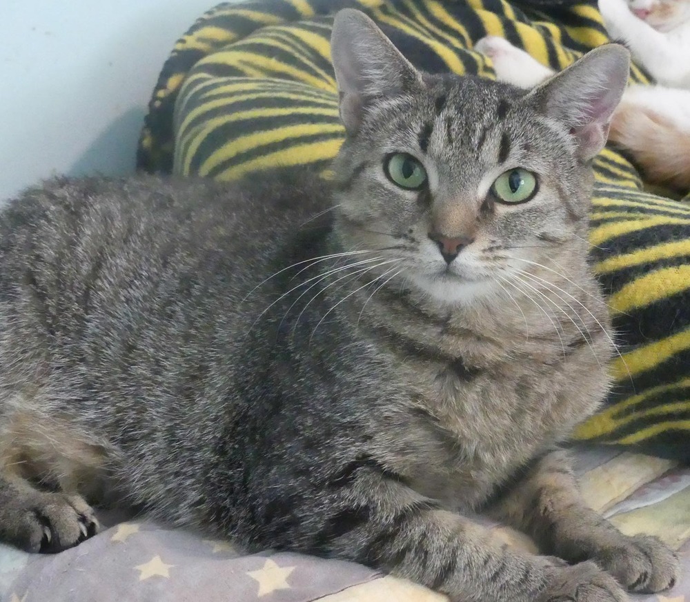 Flower, an adoptable Domestic Short Hair, Tabby in New Cumberland, WV, 26047 | Photo Image 4