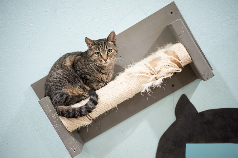 Flower, an adoptable Domestic Short Hair, Tabby in New Cumberland, WV, 26047 | Photo Image 5