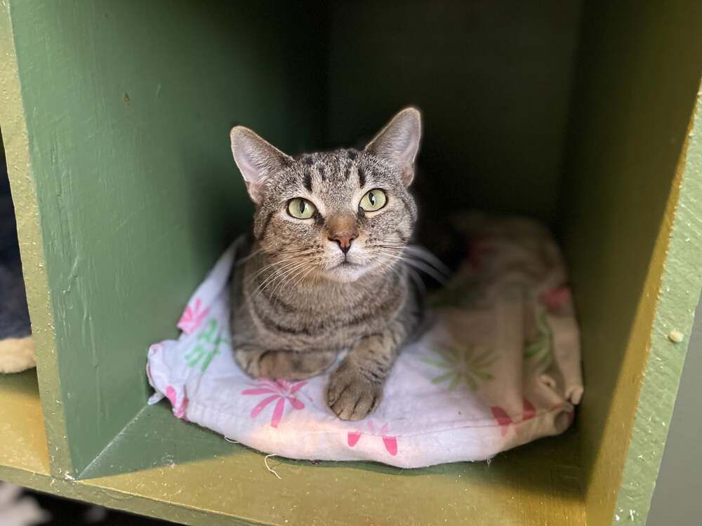 Flower, an adoptable Domestic Short Hair, Tabby in New Cumberland, WV, 26047 | Photo Image 6