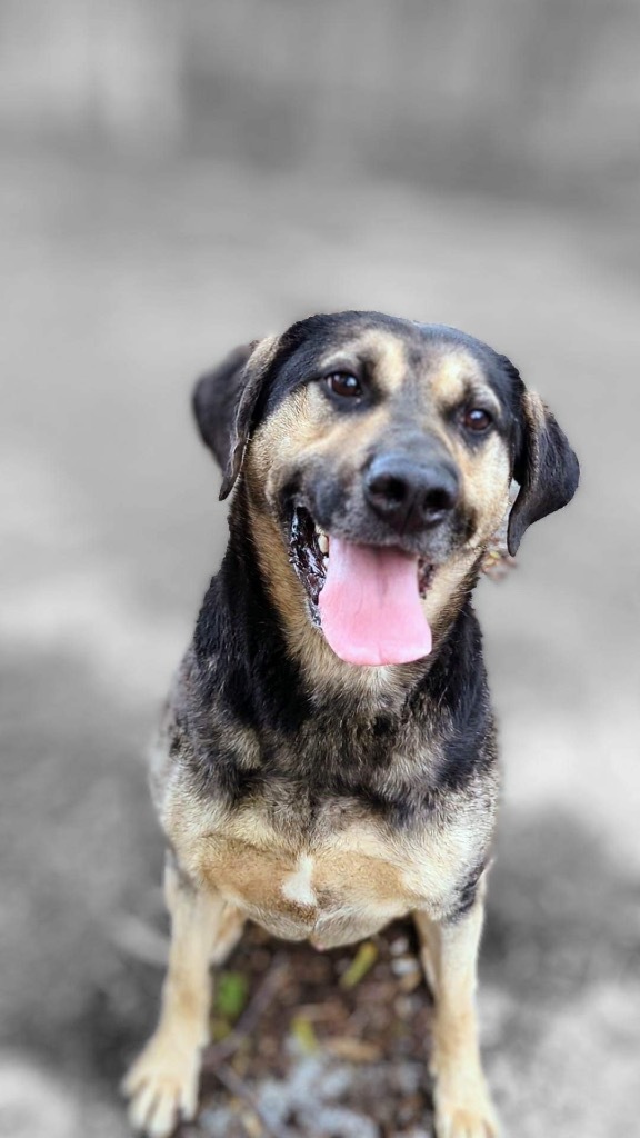 Gus, an adoptable Catahoula Leopard Dog, German Shepherd Dog in Greenwood, IN, 46142 | Photo Image 1