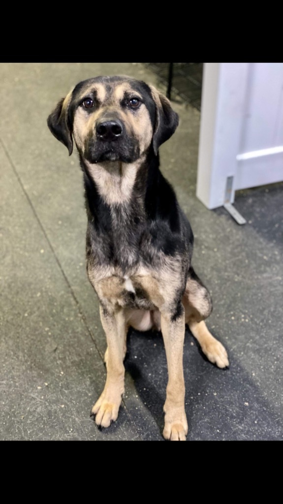 Gus, an adoptable Catahoula Leopard Dog, German Shepherd Dog in Greenwood, IN, 46142 | Photo Image 2