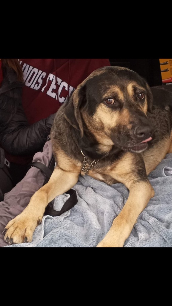 Gus, an adoptable Catahoula Leopard Dog, German Shepherd Dog in Greenwood, IN, 46142 | Photo Image 3