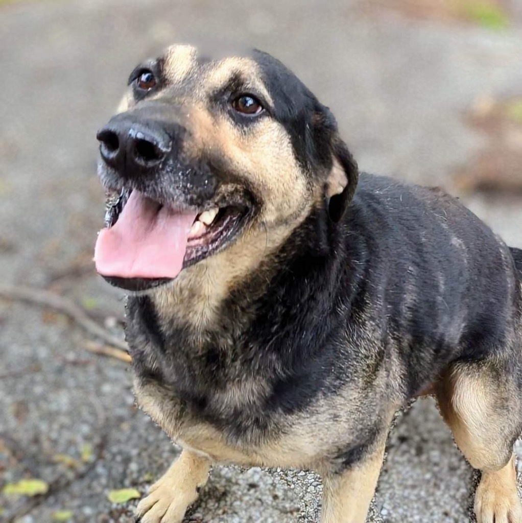 Gus, an adoptable Catahoula Leopard Dog, German Shepherd Dog in Greenwood, IN, 46142 | Photo Image 4