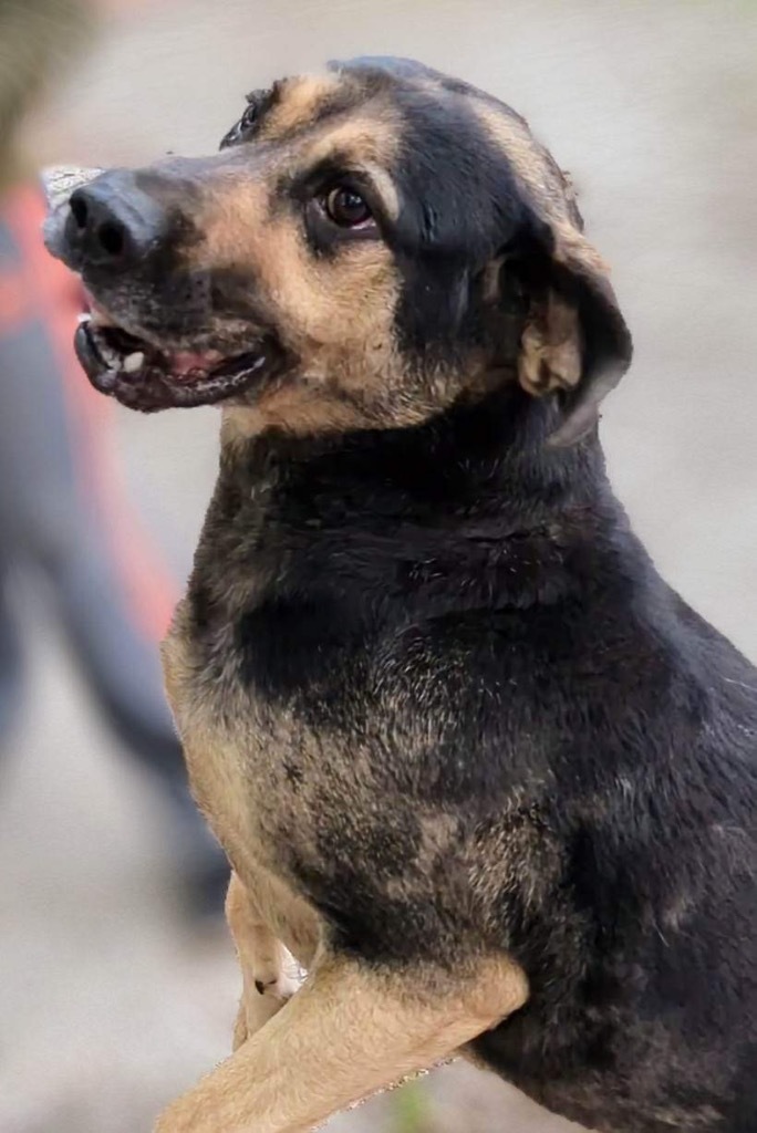 Gus, an adoptable Catahoula Leopard Dog, German Shepherd Dog in Greenwood, IN, 46142 | Photo Image 5