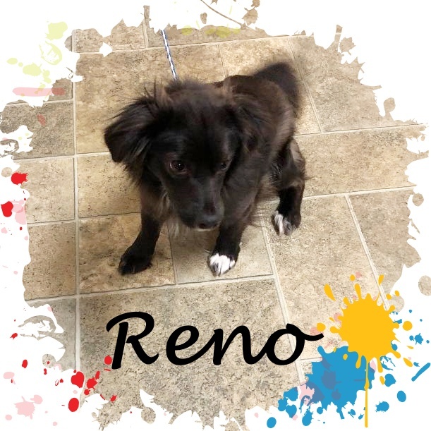 RENO 1