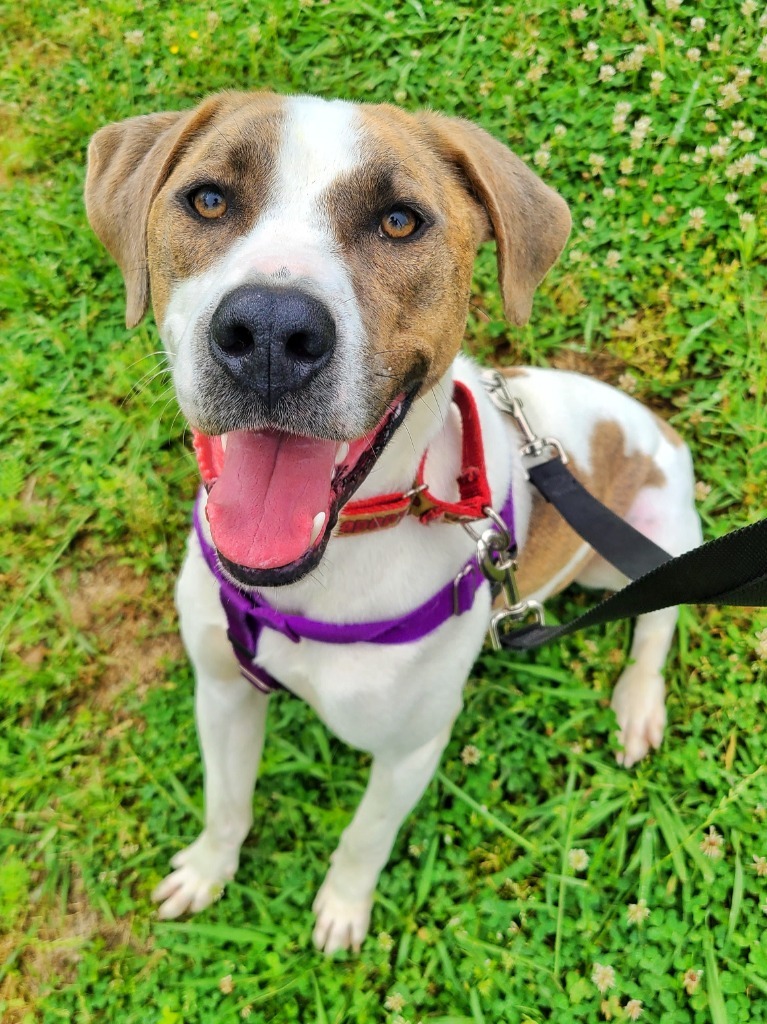 Bibby, an adoptable Treeing Walker Coonhound in Fort Mill, SC, 29715 | Photo Image 1