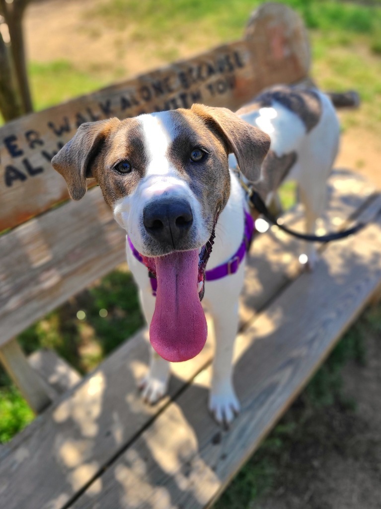 Bibby, an adoptable Treeing Walker Coonhound in Fort Mill, SC, 29715 | Photo Image 2
