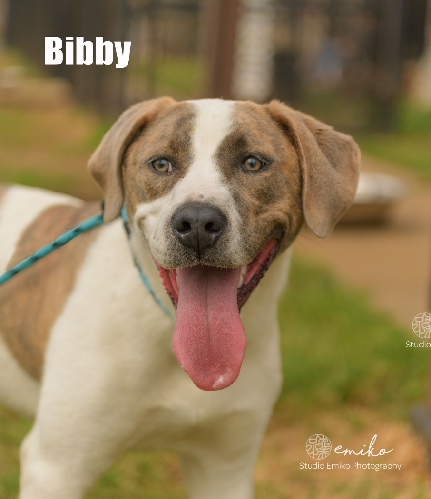 Bibby, an adoptable Hound in Fort Mill, SC, 29715 | Photo Image 3