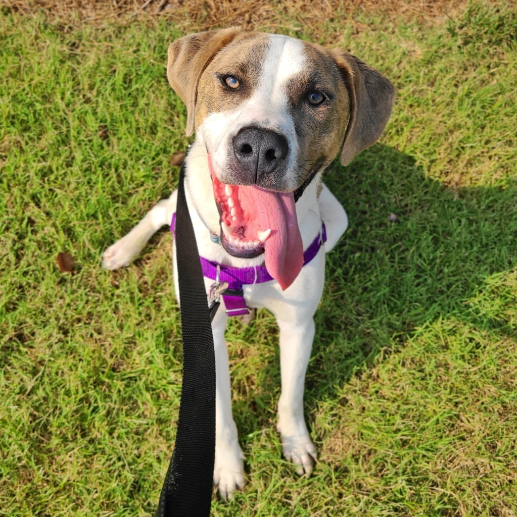 Bibby, an adoptable Treeing Walker Coonhound in Fort Mill, SC, 29715 | Photo Image 4