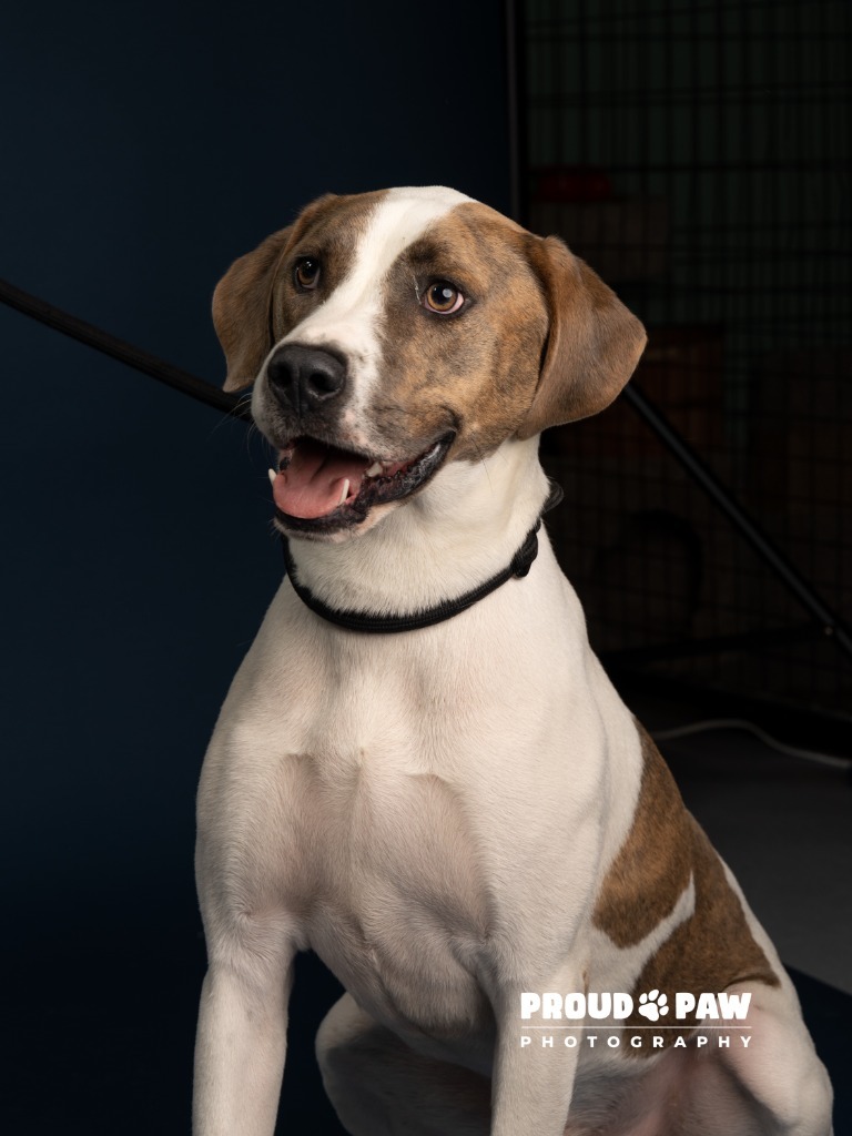 Bibby, an adoptable Hound in Fort Mill, SC, 29715 | Photo Image 5