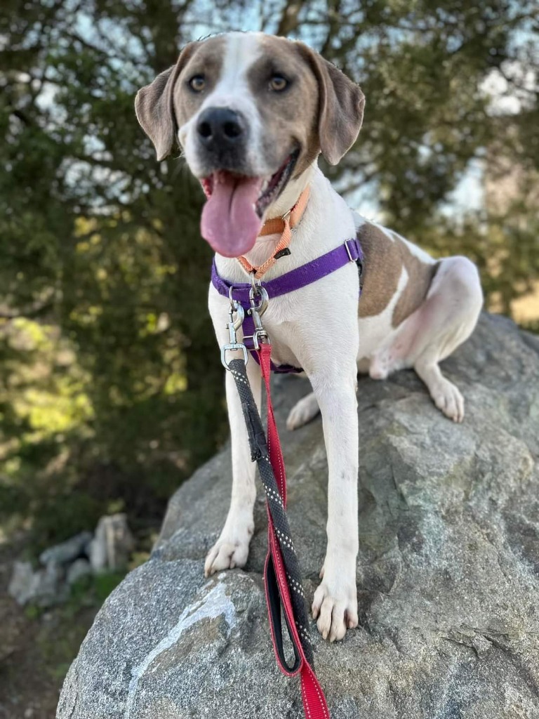 Bibby, an adoptable Treeing Walker Coonhound in Fort Mill, SC, 29715 | Photo Image 6