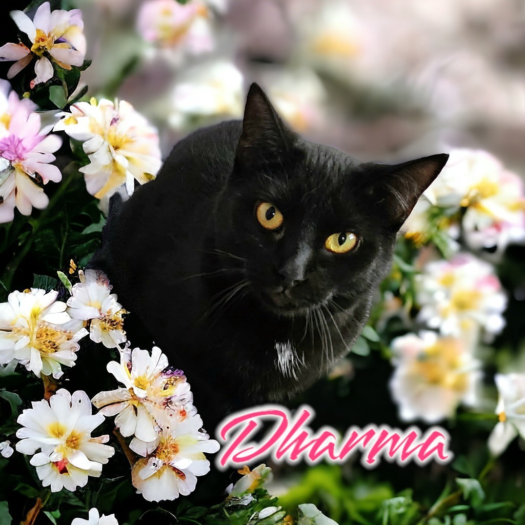 Dharma, an adoptable Domestic Short Hair in Port Clinton, OH, 43452 | Photo Image 1