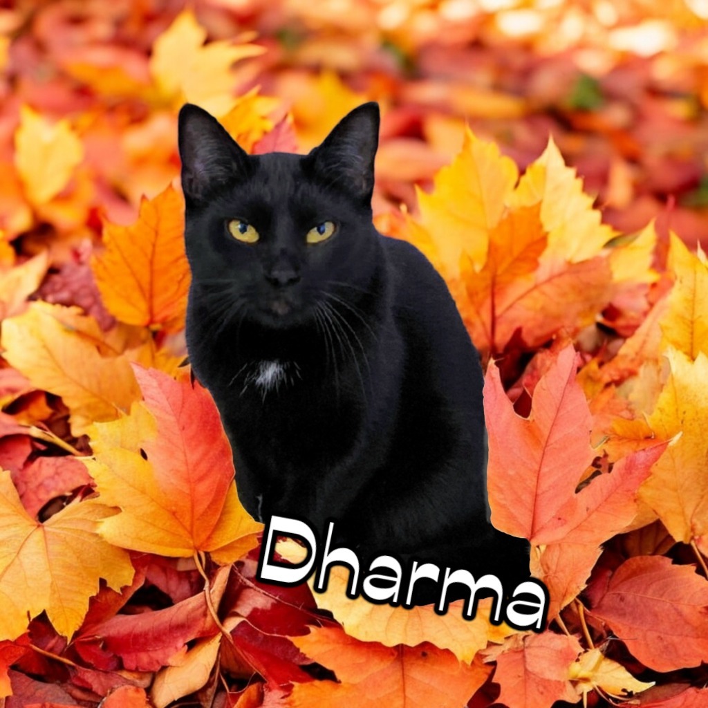 Dharma, an adoptable Domestic Short Hair in Port Clinton, OH, 43452 | Photo Image 1